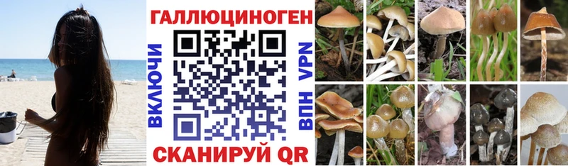 Галлюциногенные грибы Cubensis  Купить закладки  Новоалтайск 